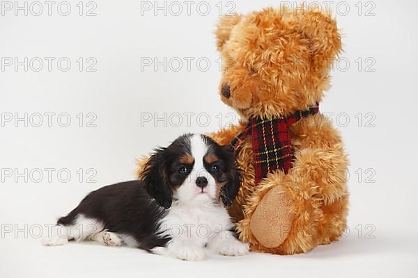 Cavalier King Charles Spaniel