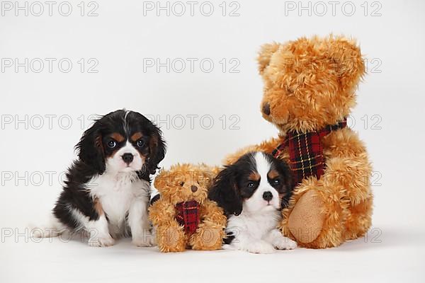 Cavalier King Charles Spaniel