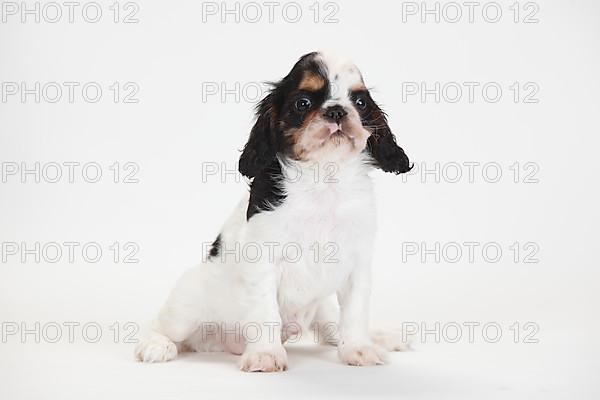 King Charles Spaniel