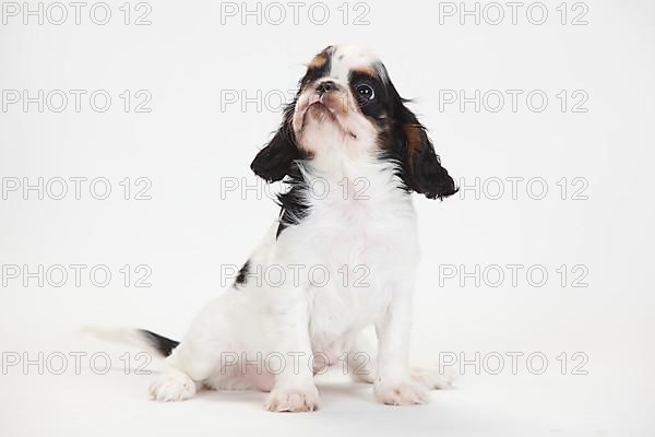 King Charles Spaniel