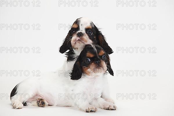 King Charles Spaniel