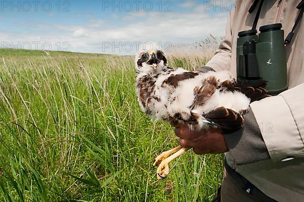 Western Marsh Harrier