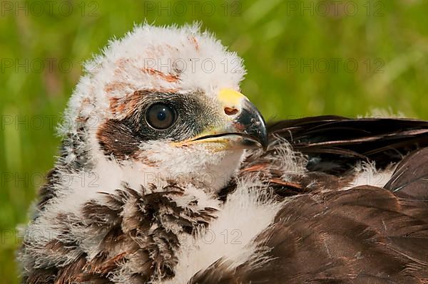 Western Marsh Harrier