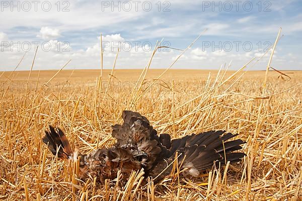 Montagu's Harrier