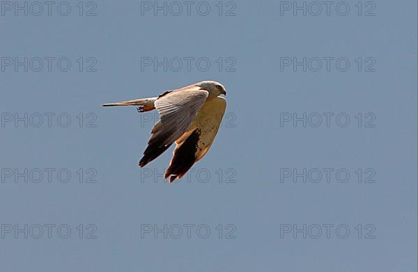 Pallid harrier