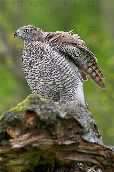 Northern Goshawk