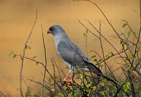 Gabar goshawk