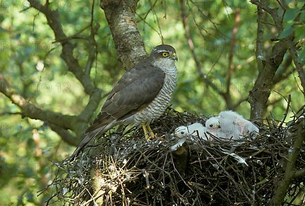 Eurasian sparrowhawk