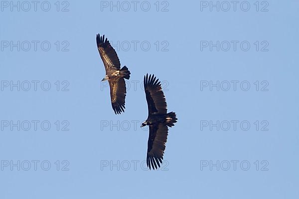 Cinereous vulture