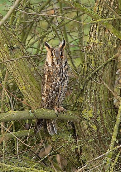 Long-eared owl