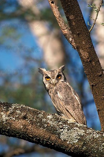 Bush Owl