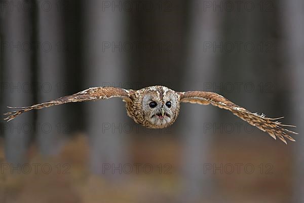 Tawny Owl