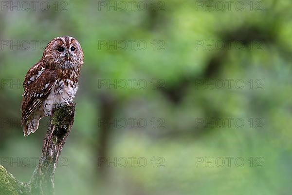 Tawny Owl