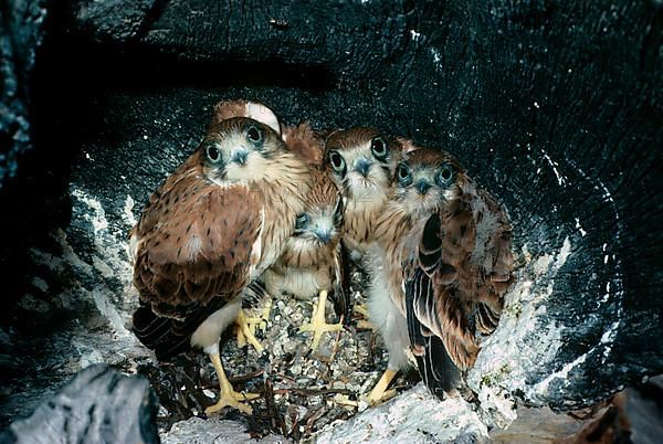 Australian Kestrel