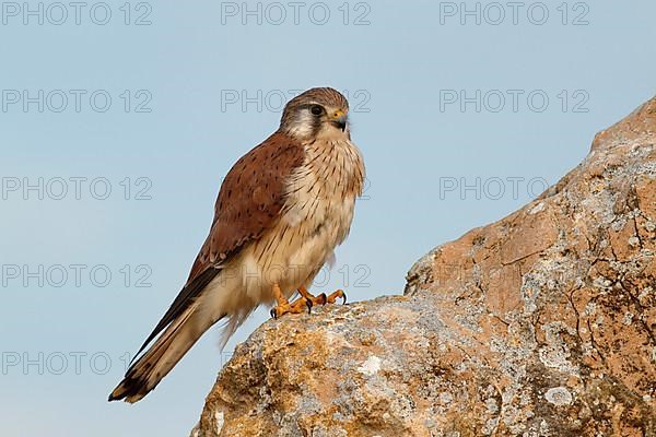 Nankeen Kestrel