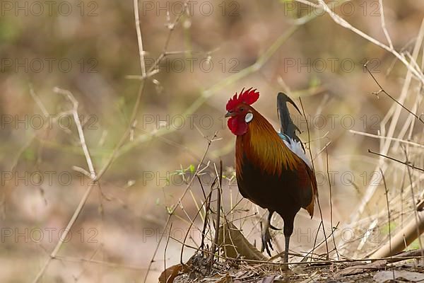 Bankiva chicken