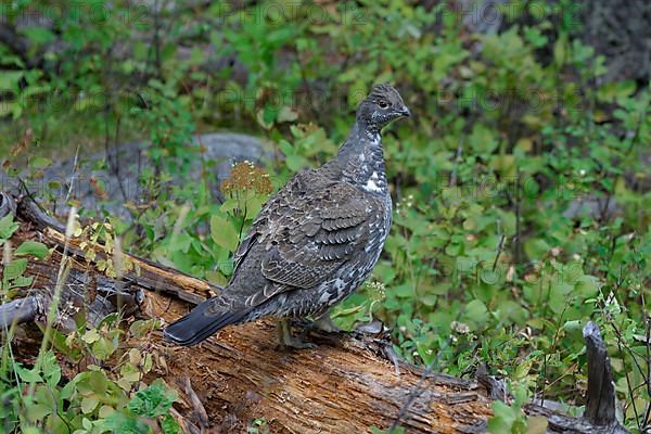 Rock Partridge