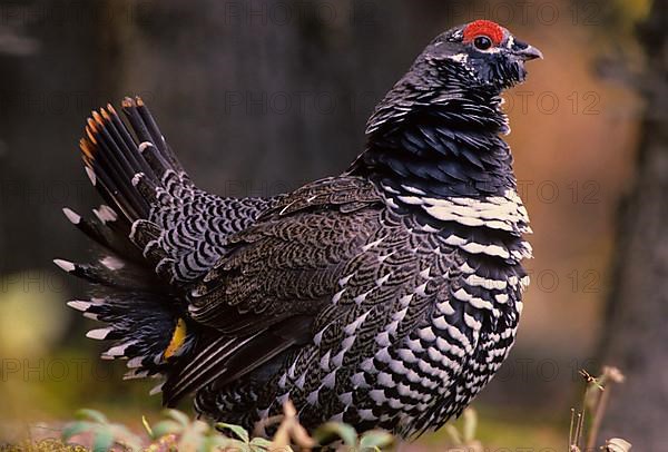 Canada grouse