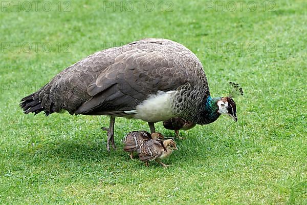 Indian Peafowl