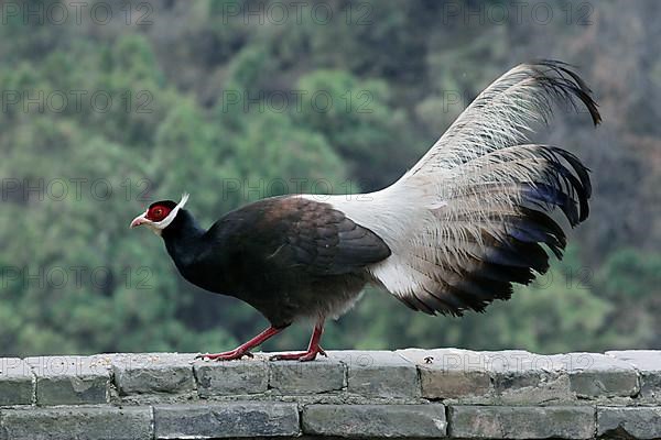 Brown Eared-pheasant