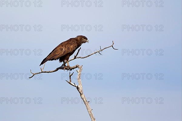 Brown snake eagle