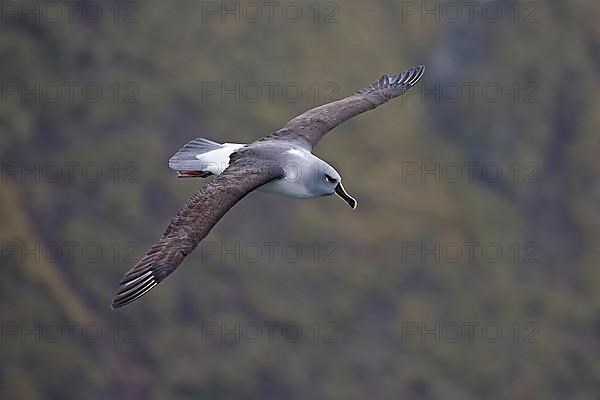 Grey-headed albatross