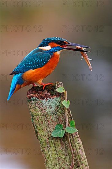 Common Kingfisher