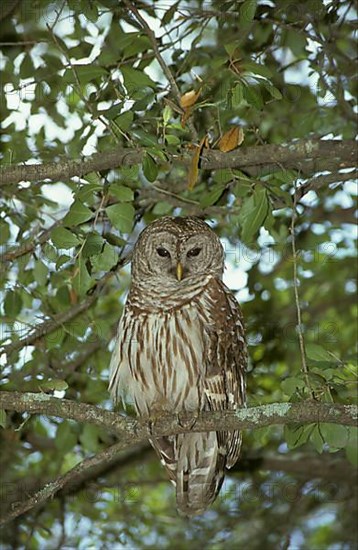 Barred Owl