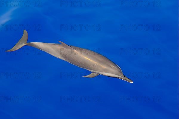 Pantropical Spotted Dolphin