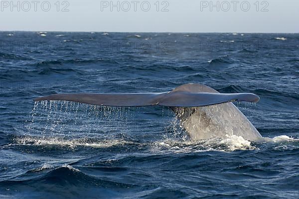 Blue whale