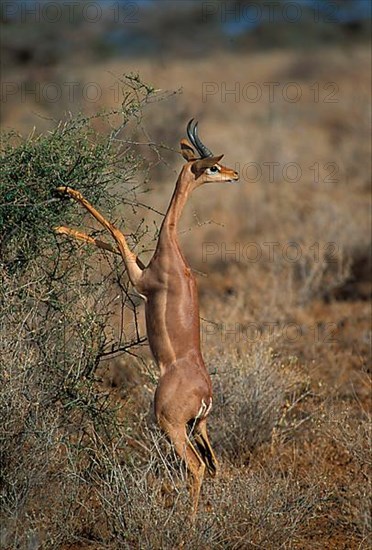 Gerenuk