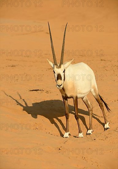 White oryx