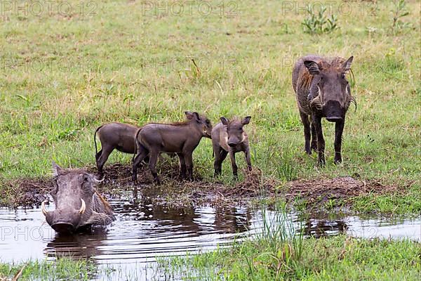 Common common warthog