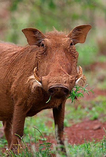 Desert warthog