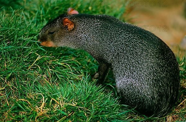 (Agouti), Sooty (Dasyprocta fuliginosa) close-up, on grass, Kilverstone Wildlife Park