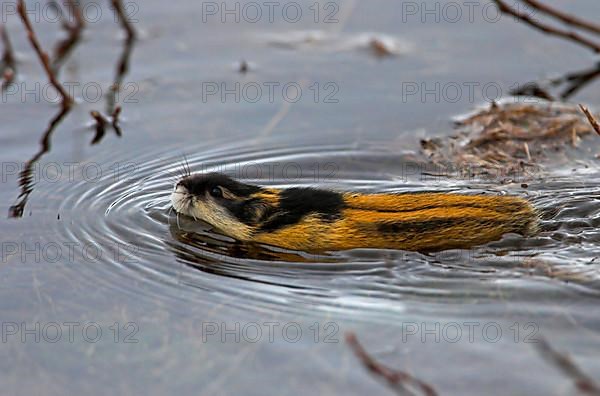 Mountain lemming