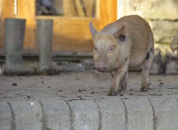 Mini Pig