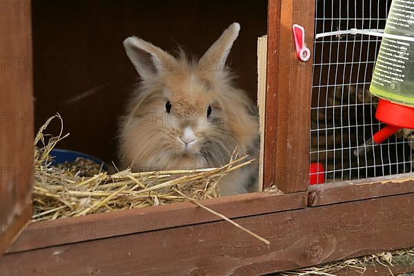 Lion's Maned Dwarf Rabbit