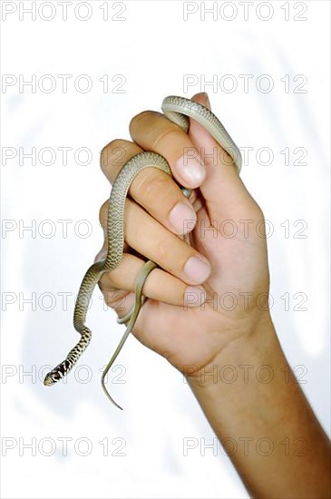 Western green whip snake