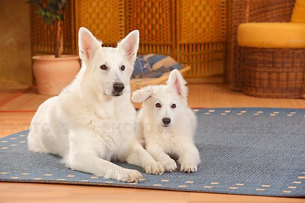 White Swiss Shepherd Dogs