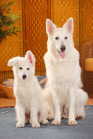 White Swiss Shepherd Dogs