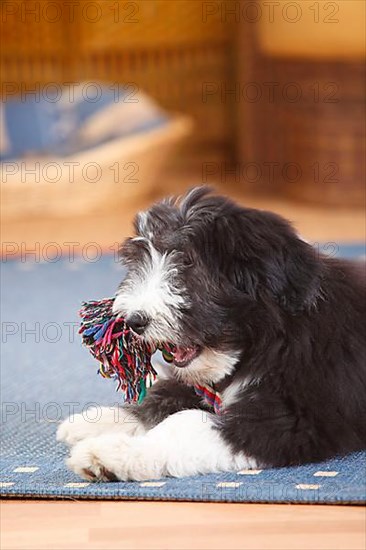 Bearded Collie