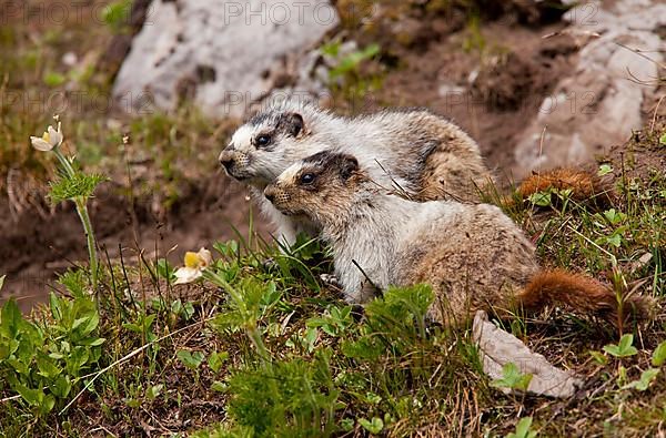 Hoary Marmot