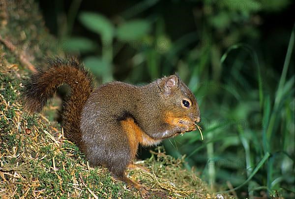 Douglas Squirrel