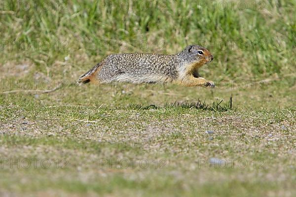 Columbian columbian ground squirrel