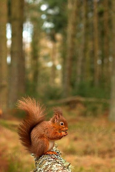 Eurasian red squirrel