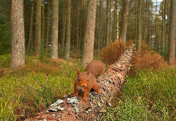 Eurasian red squirrel