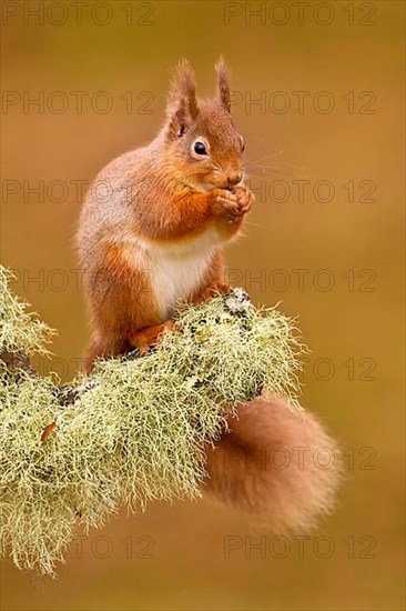 Eurasian Red Squirrel