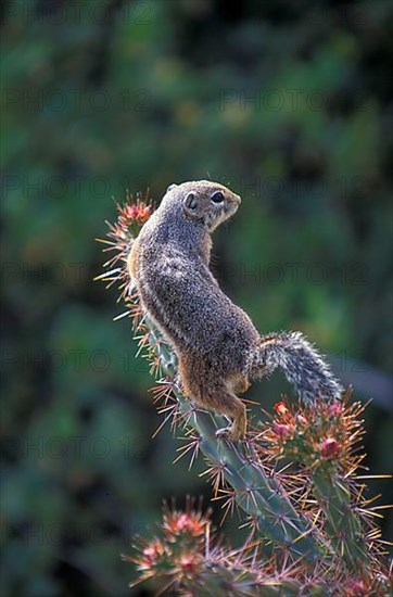 Harris's antelope squirrel