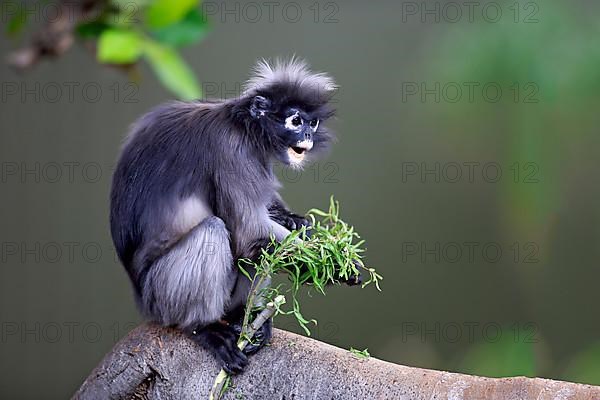 Dusky leaf monkey